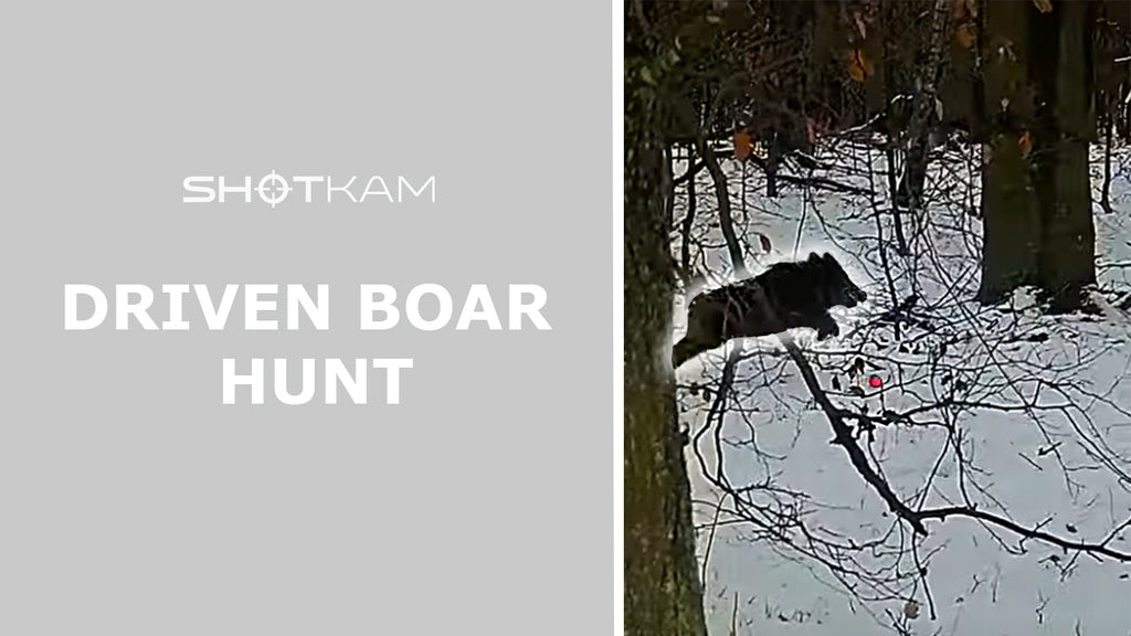 Driven Wild Boar in EU | By GoneHunting DK
